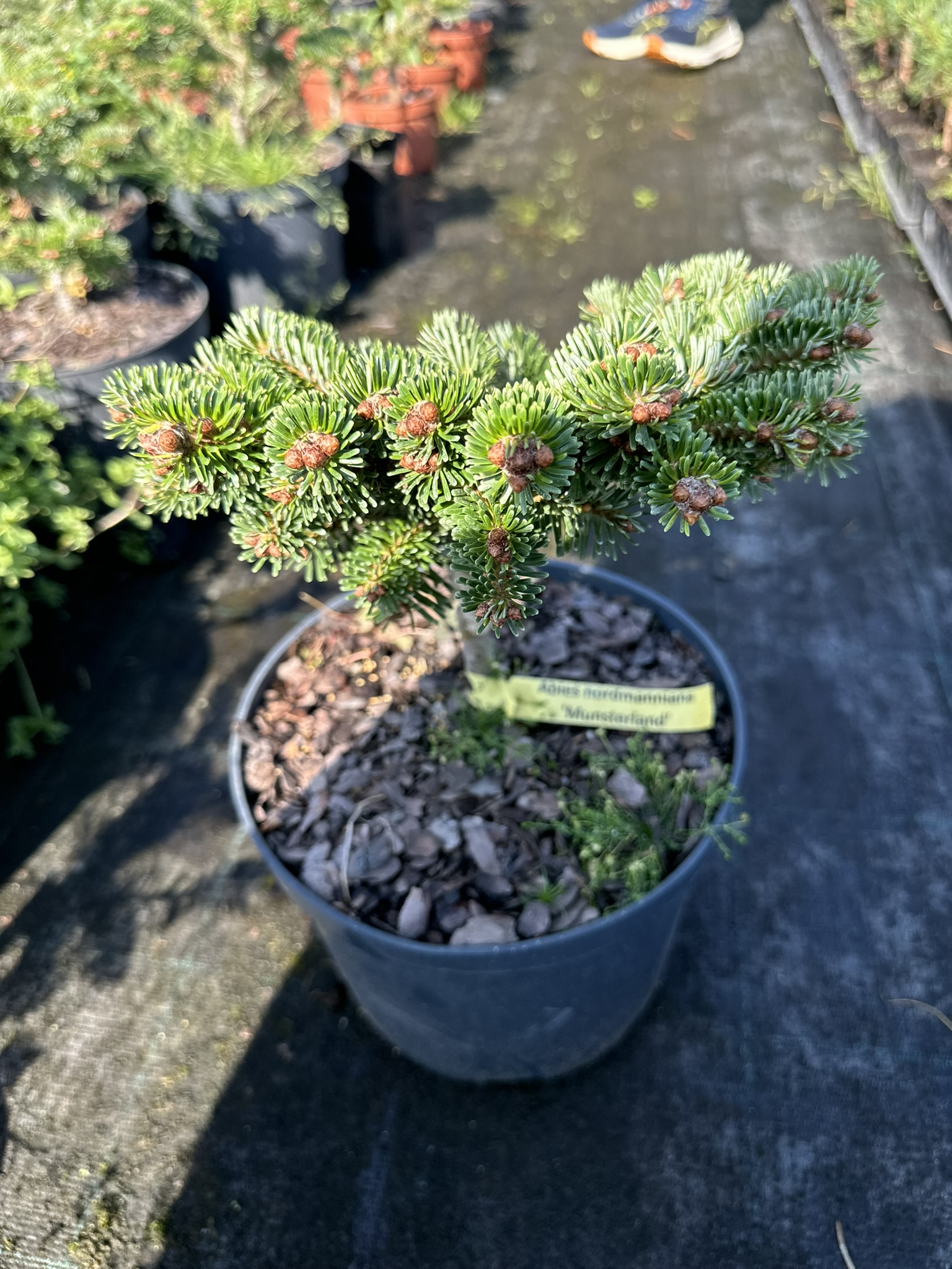 Пихта нордманская Мюнстерленд